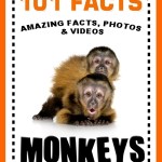 Sign Up for your free ebook: 101 Facts... monkeys!