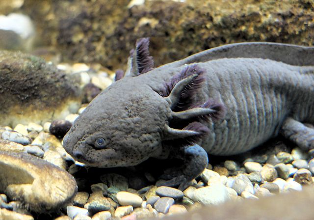 Axolotl