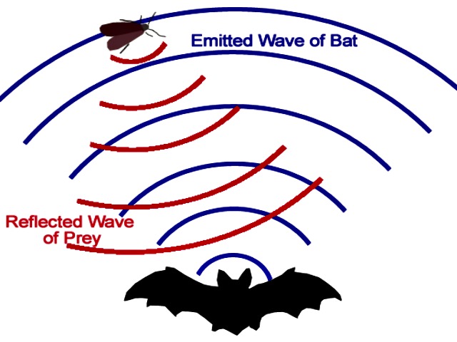 Bat_echolocation