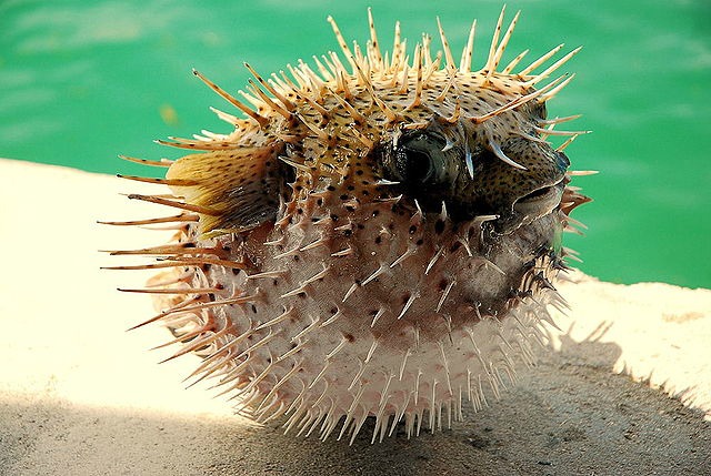 Puffed_up_Pufferfish