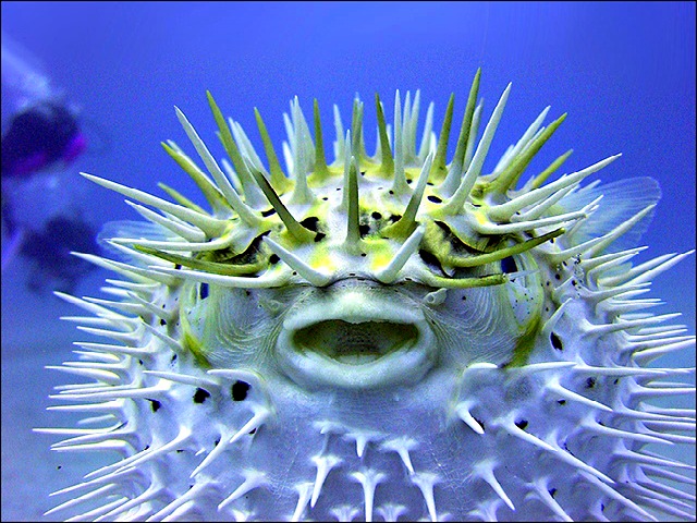 The_Puffer_Fish