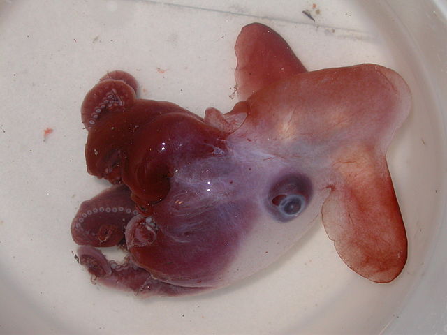 grimpoteuthis-discoveryi-dumbo-octopus.jpg