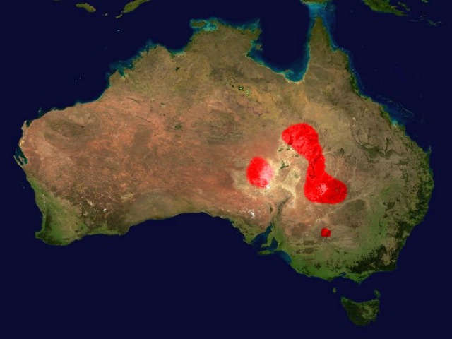 Inland_taipan_Fierce_Snake_Range