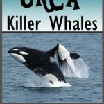 Orca - Killer Whales!