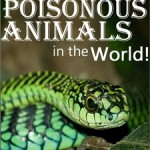 25 of the Most Poisonous Animals in the World!