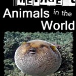 25 Weirdest Animals in the World!