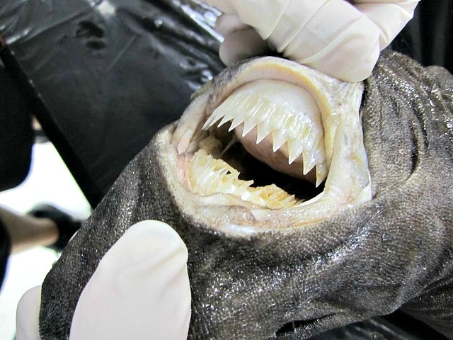 10 Interesting Facts About Cookiecutter Sharks! | Always Learning!