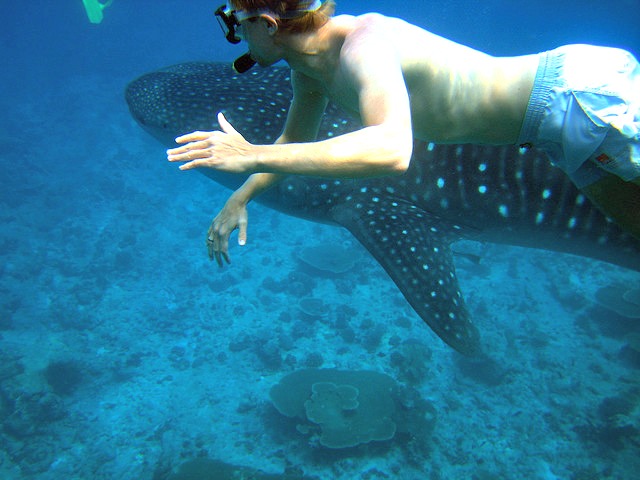Diving_with_Whale_shark