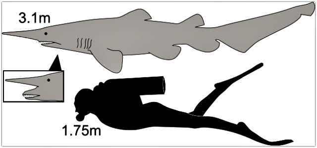 Goblin_shark_size