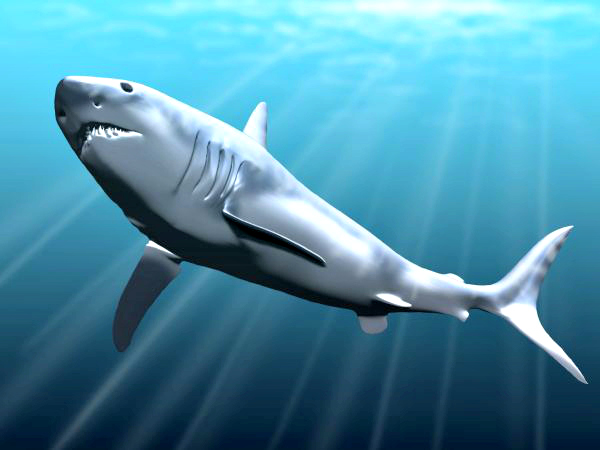 carcharodon megalodon maximum