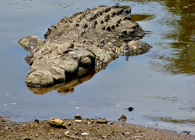 Nile_Crocodile_Crocodylus_niloticus