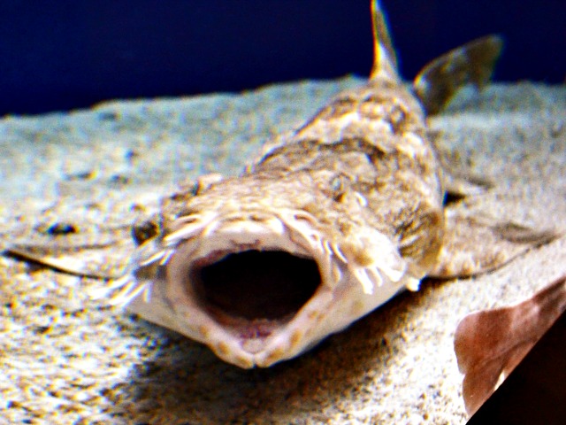 Wobbegong mouth