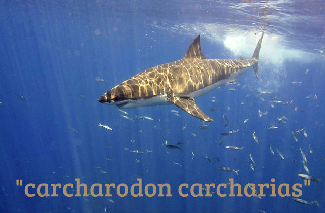 carcharodon_carcharias_great_white_shark