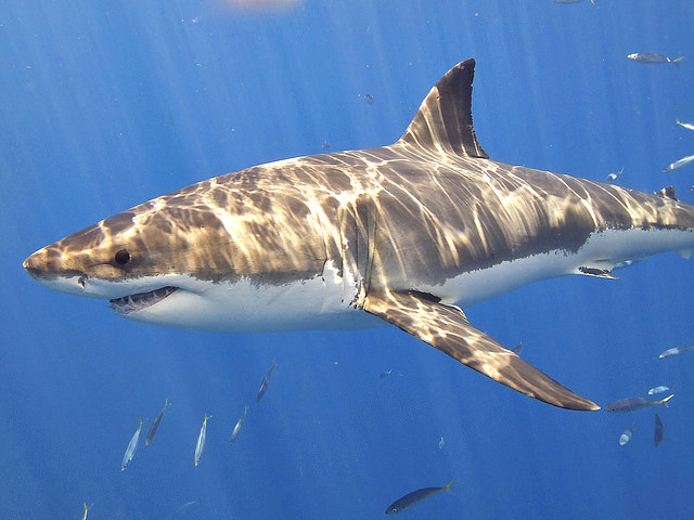 great_white_shark