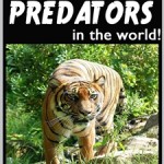 25 Top Predators in the World!