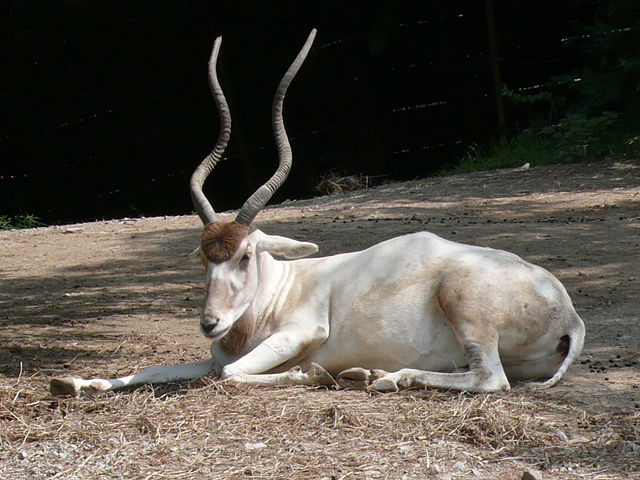 Addax antelope (aka white antelope & screwhorn antelope)