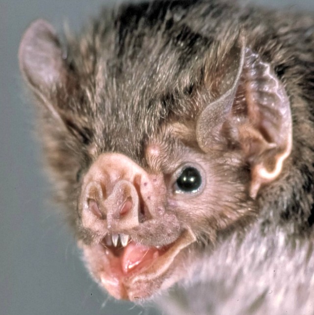 baby vampire bats