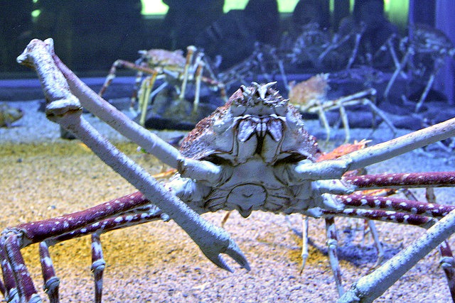 Giant spider crab