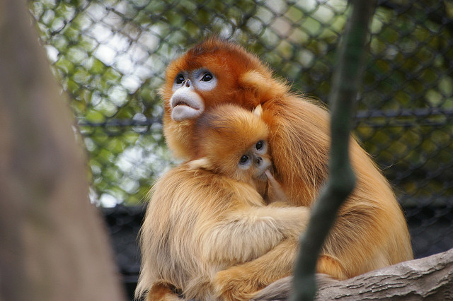 Top Golden Snub Nosed Monkey Facts Fun Facts You Need To Know Top Golden Snub Nosed Monkey Facts Fun Facts You Need To Know