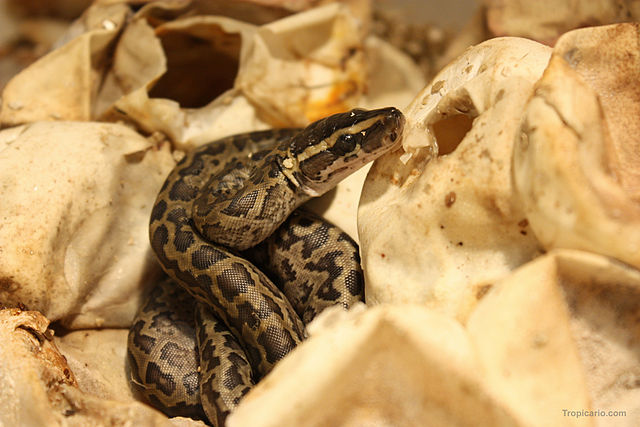 Hatchling Python sebae Tropicario