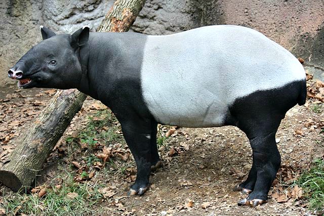 Malayan_Tapir