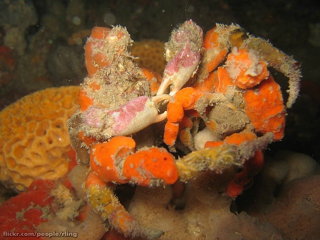 Sponge Decorator Crabs