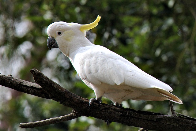 Sulphur-crested Cockatoo (Cacatua galerita)