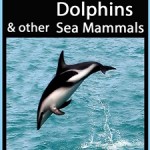 25 Whales, Dolphins and other Sea Mammals