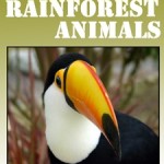 25 Amazon Rainforest Animals