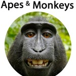 25 Awesome Apes and Monkeys!