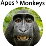 25 Apes and Monkeys
