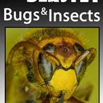 25 Beastly Bugs and Insects