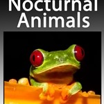 25 Nocturnal Animals