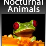 25 Nocturnal Animals
