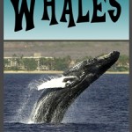 Whale Book for Kids
