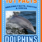 101 dolphin facts