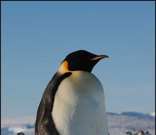 Emperor Penguin, Atka Bay, Weddell Sea, Antarctica by Hannes Grobe/AWI cc 3.0