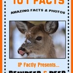 Reindeer Books for Kids.