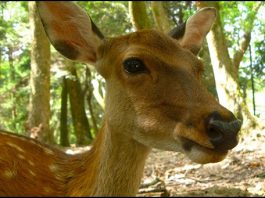 Deer by rumpleteaser cc2.0