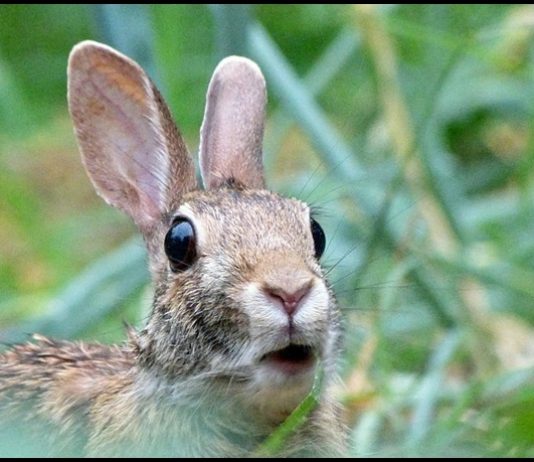 04-Rabbit_Looks_Surprised_by_Monique_Haen