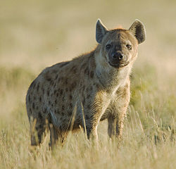 Spotted Hyena Spotted Hyena
