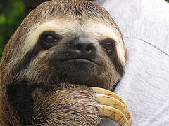 Sloths are the world's slowest moving mammal | Always Learning!