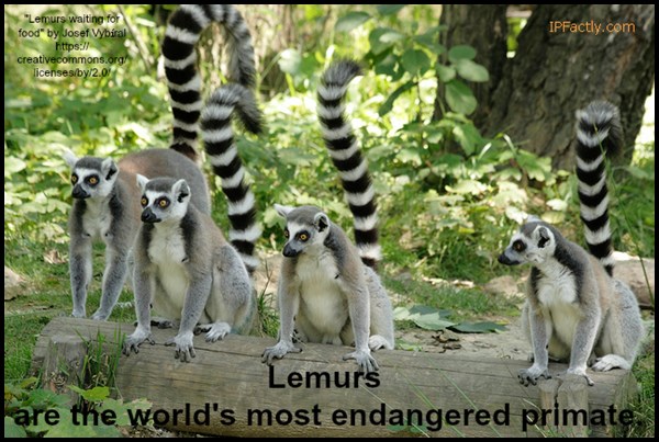Lemurs are the world's most endangered primate.