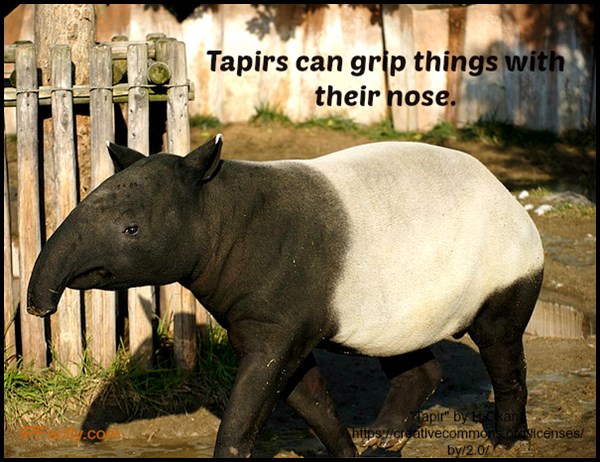 Tapirs can grip things with their nose | Always Learning!