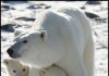 Polar bear and cubs by Karilop311