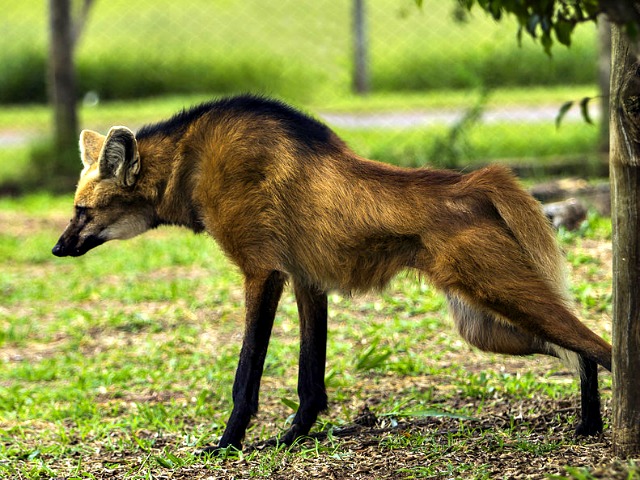 Maned_Wolf_pee_urine