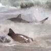 Shark Feeding Frenzy