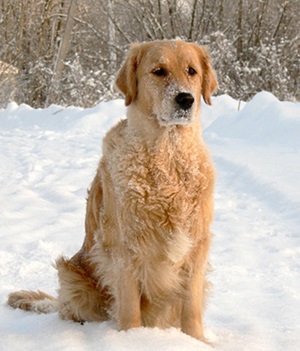 Golden Retriever