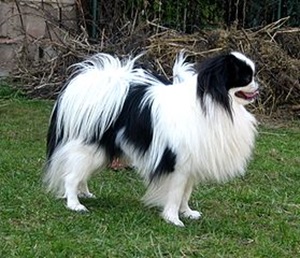 Japanese Chin, young male.