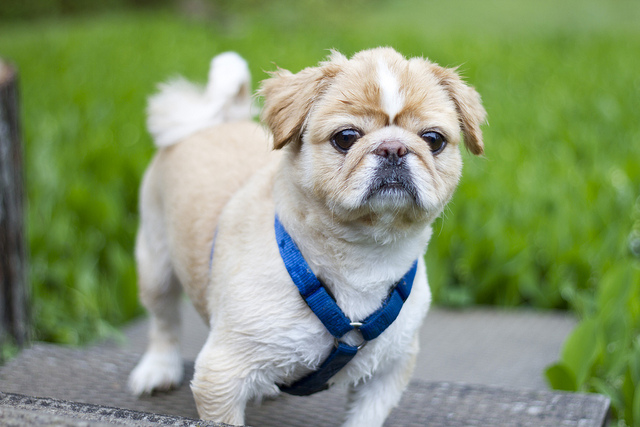 10 smallest dog breeds